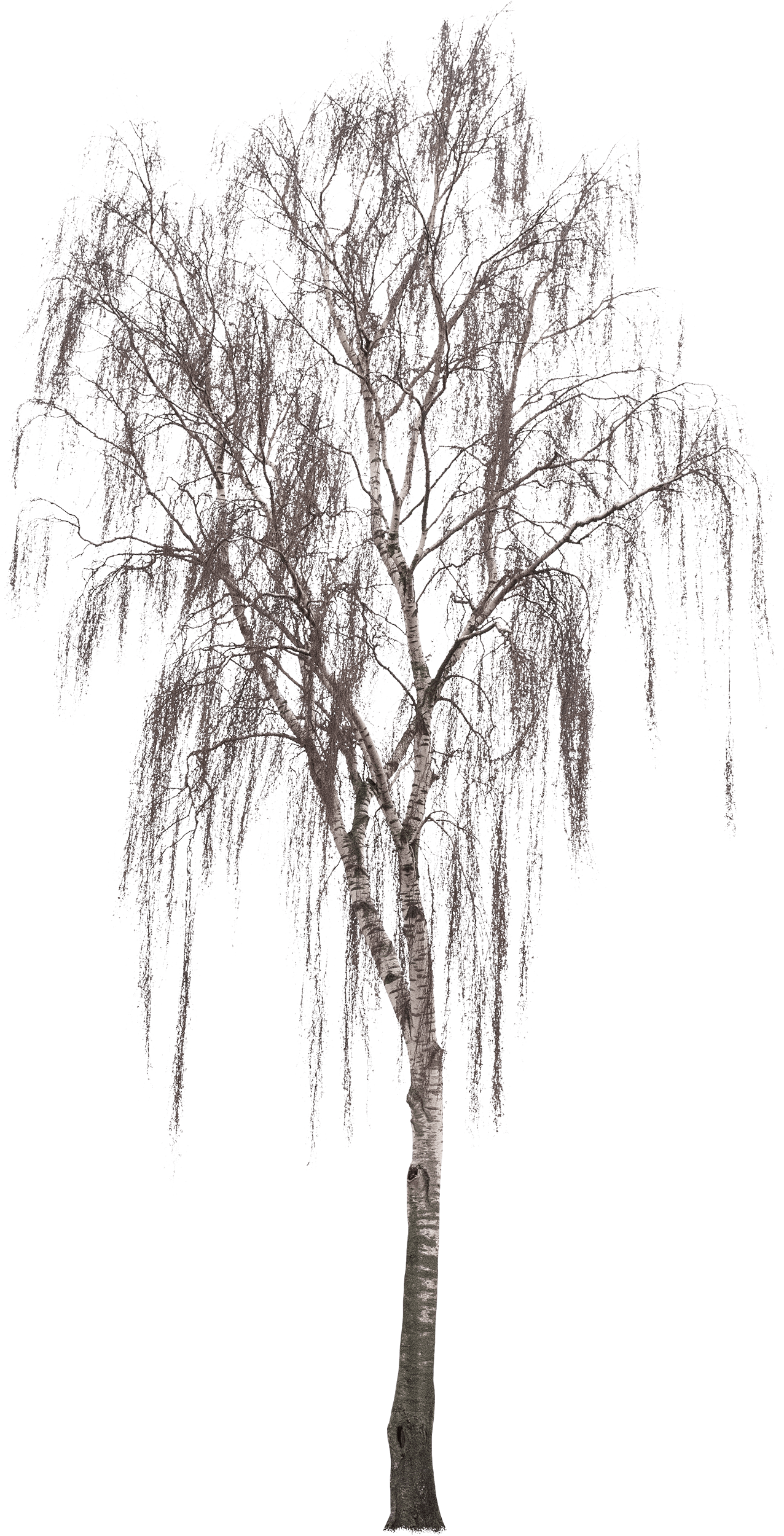 meye betula pendula cutout tree in png