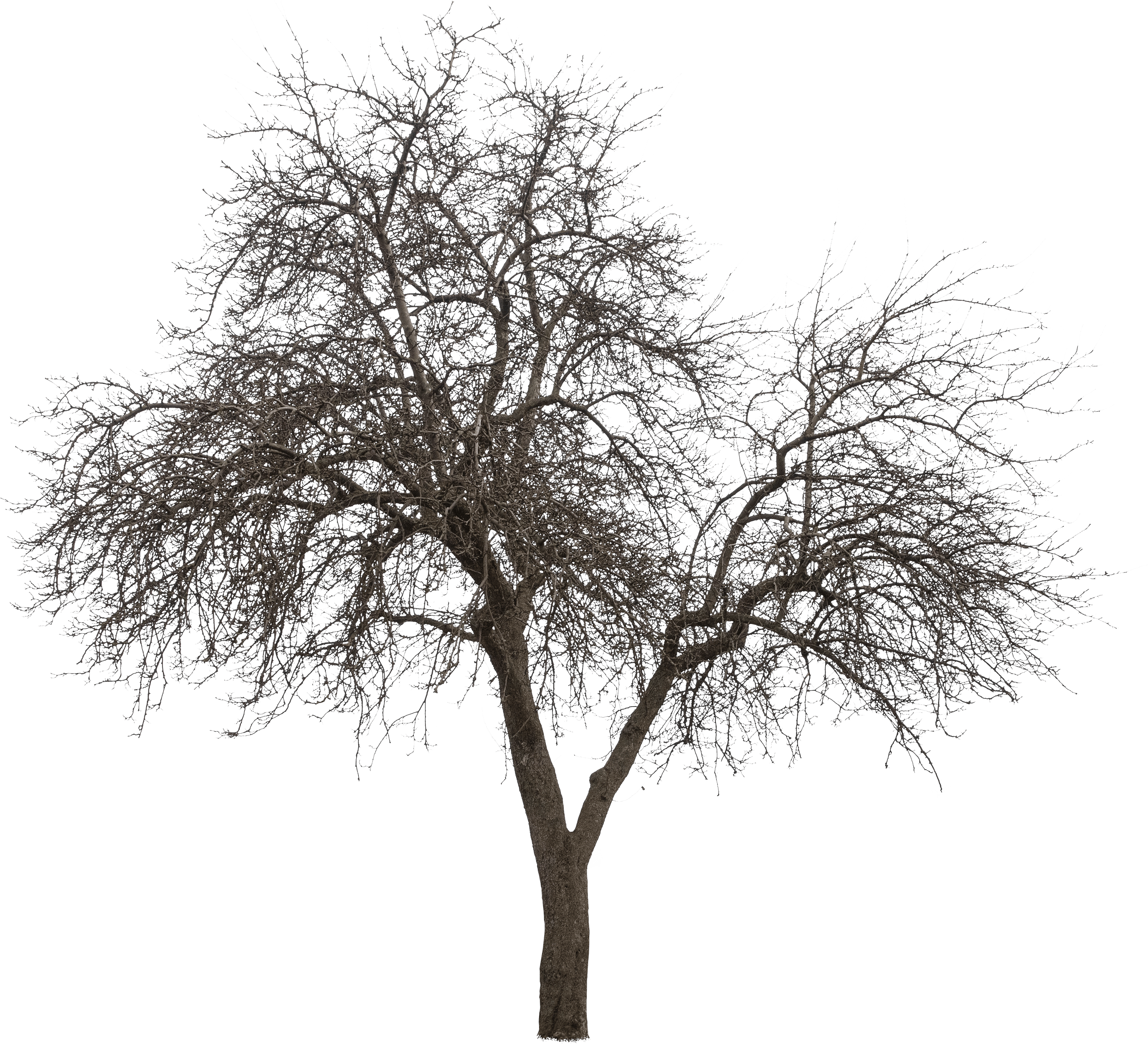 meye malus domestica cutout tree in png