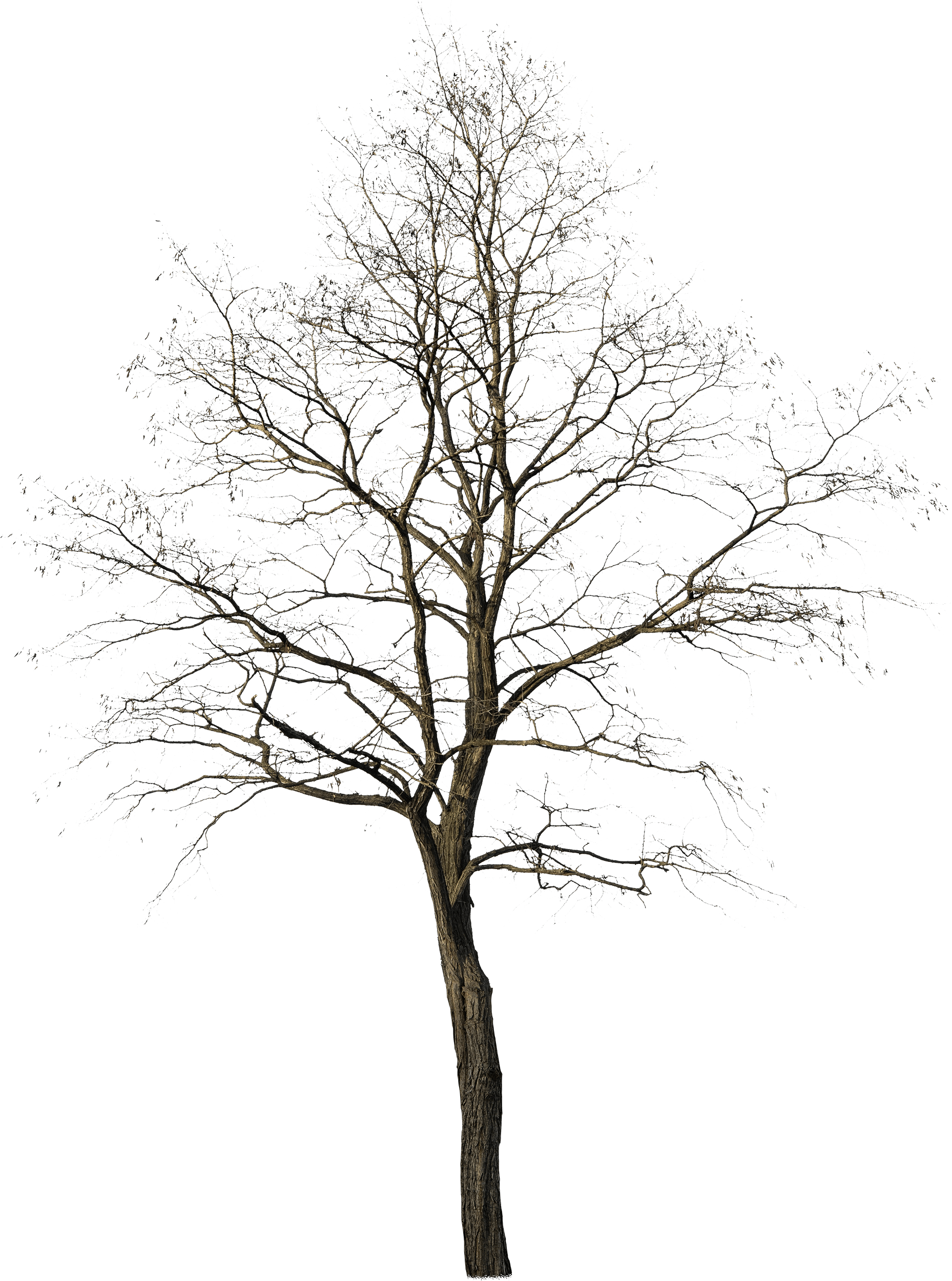 meye robinia pseudoacacia nyirsegi cutout tree in png
