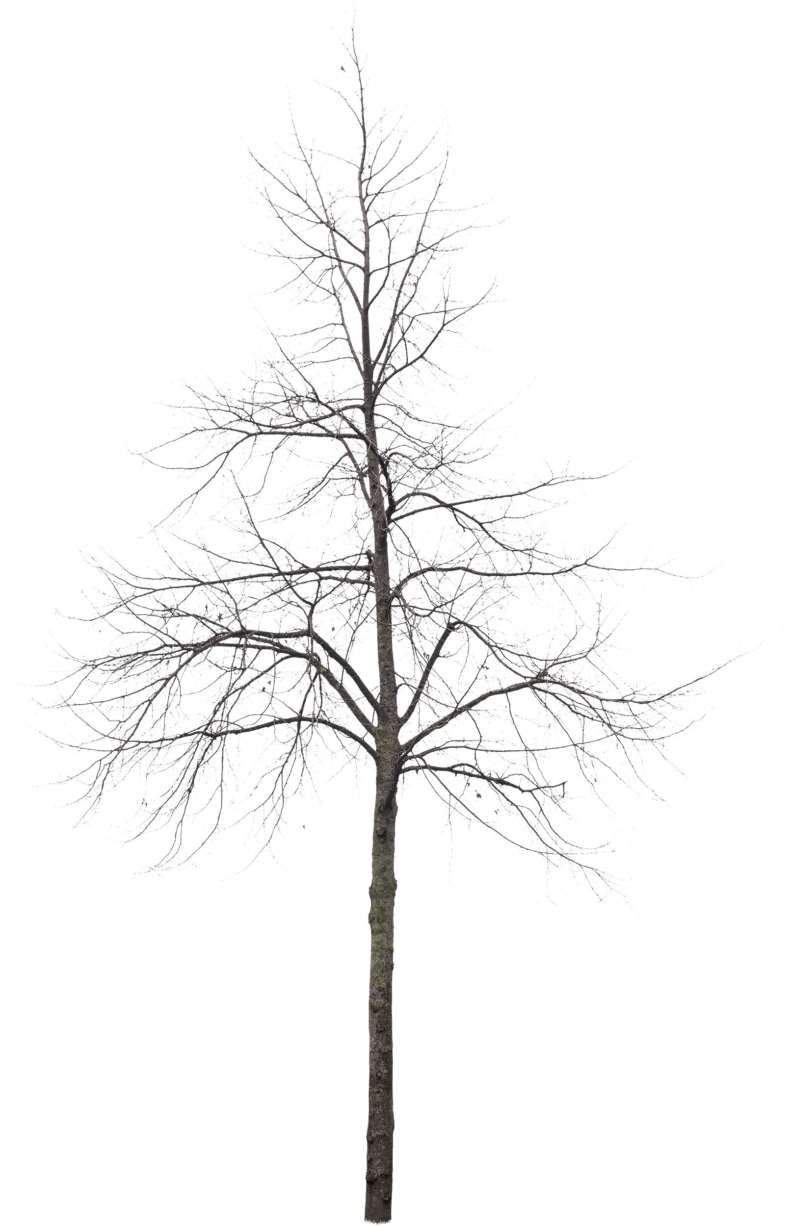 meye tilia europaea pallida cutout tree in png