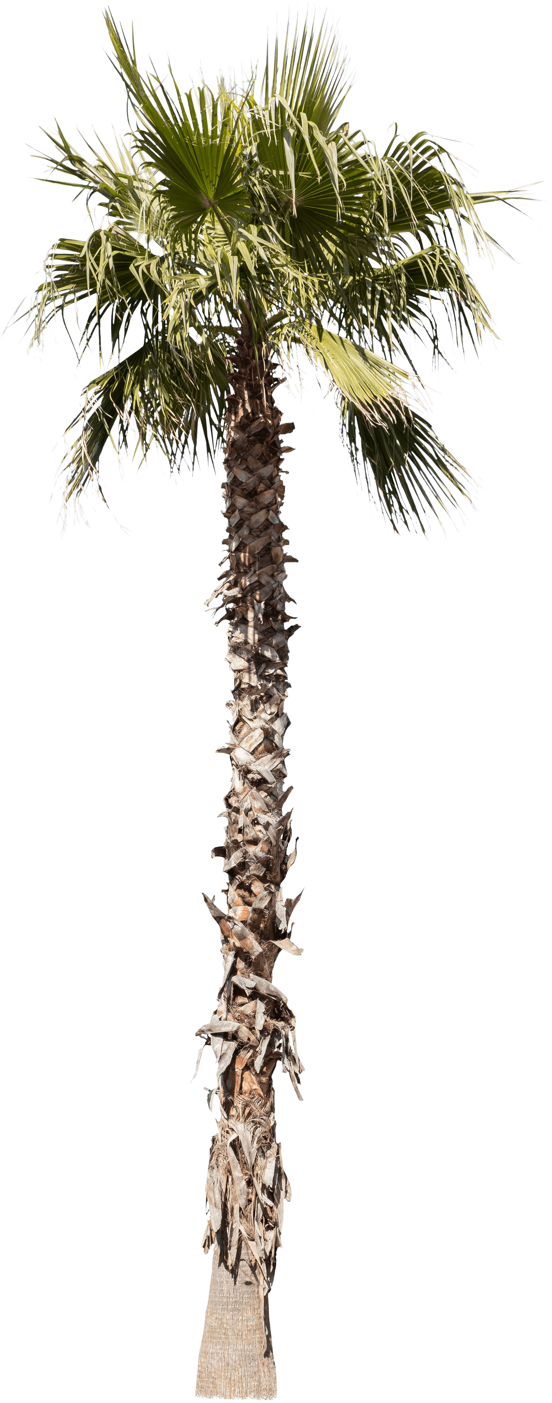 meye washingtonia robusta cut out tree in png