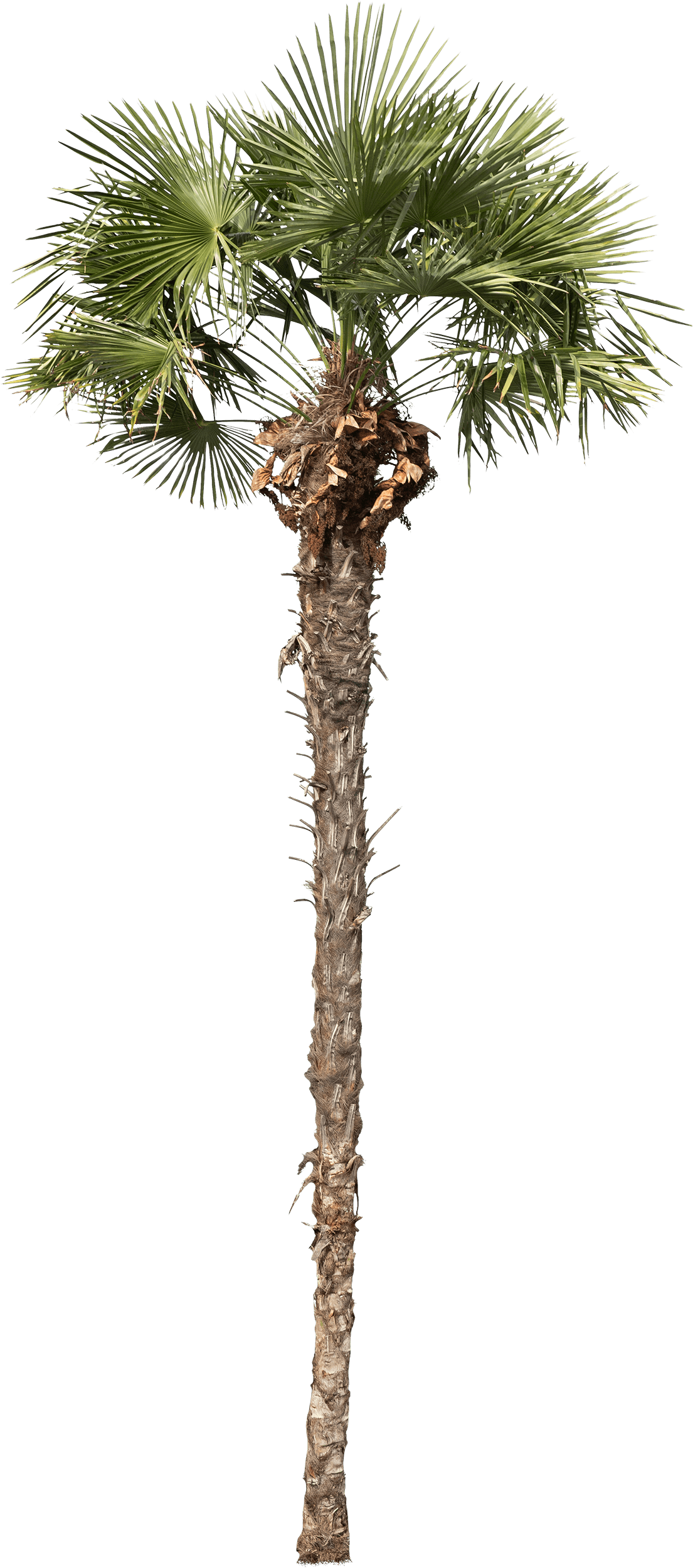 meye trachycarpus fortunei cut out tree in png