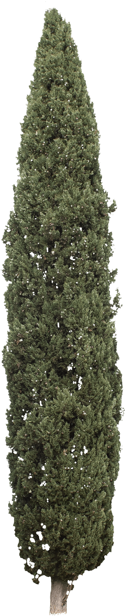 meye cupressus sempervirens cypress cut out tree in png