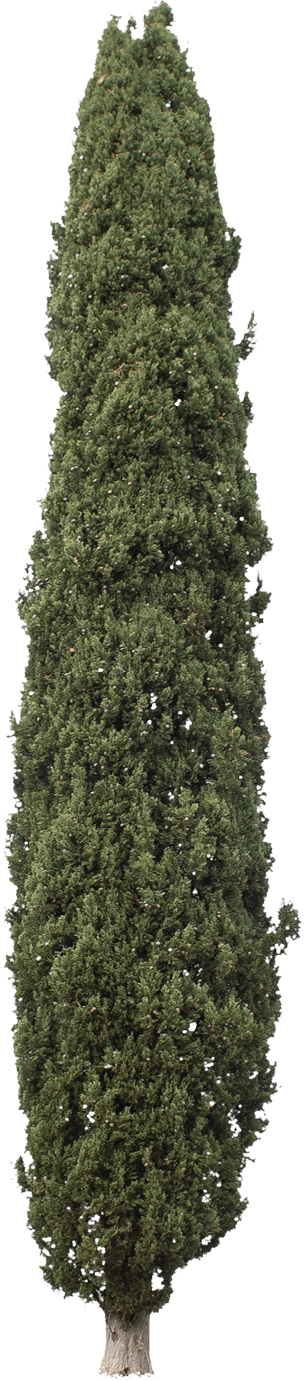 meye cupressus sempervirens cut out tree in png
