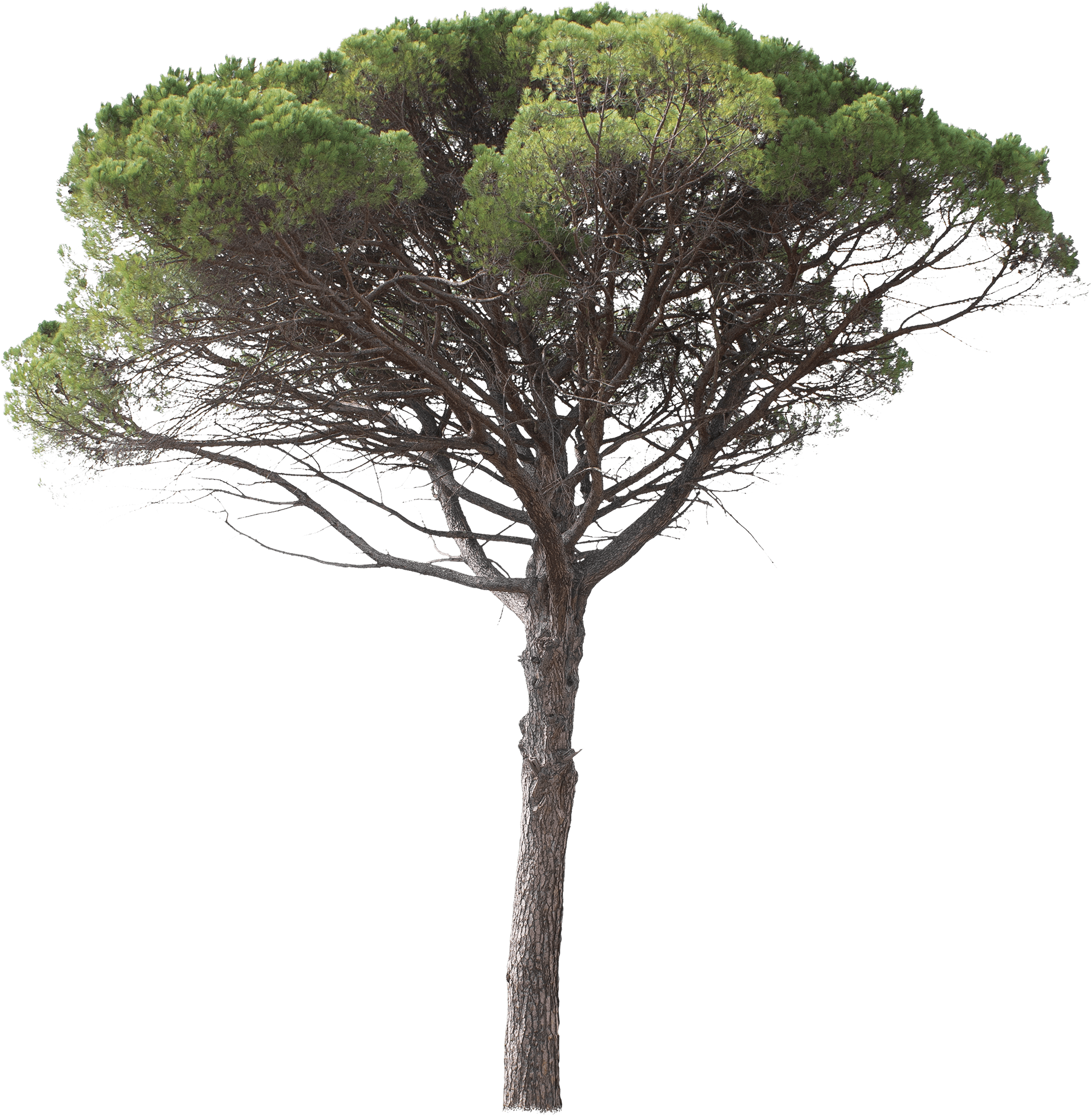 meye pinus pinea cut out tree in png