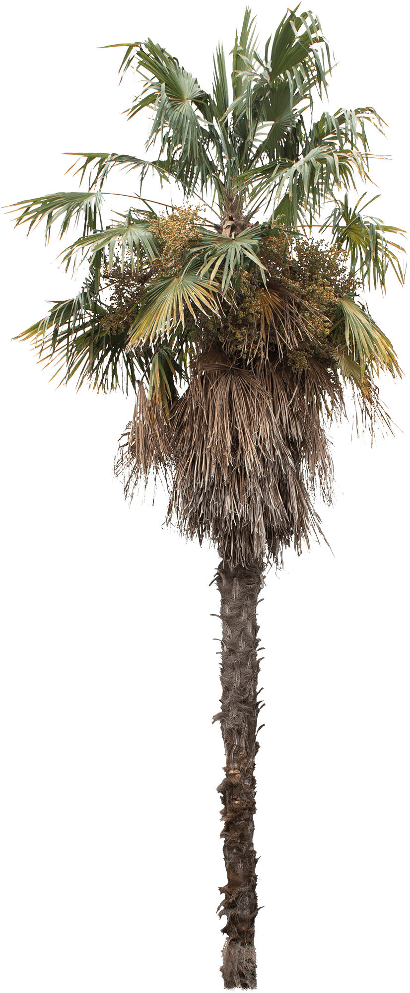 meye washingtonia robusta cut out palm tree in png