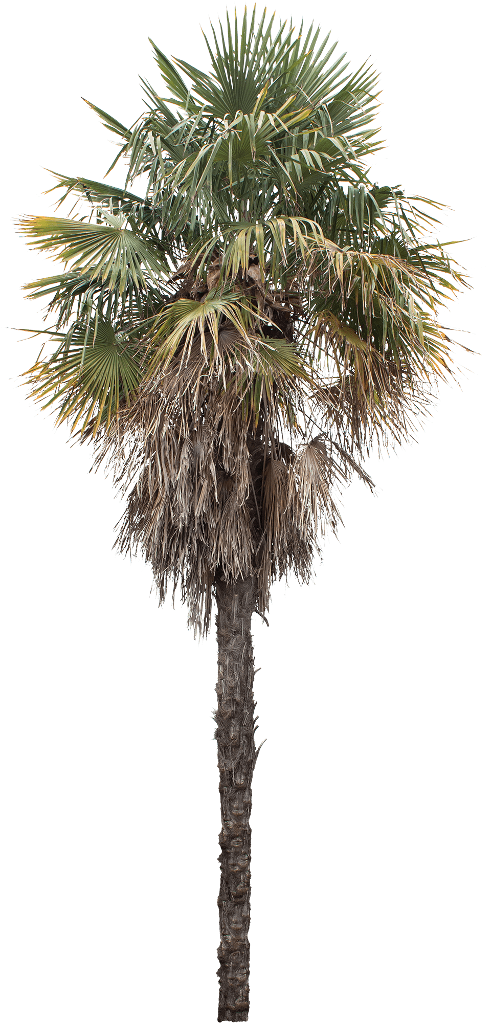meye washingtonia robusta cut out palm tree in png