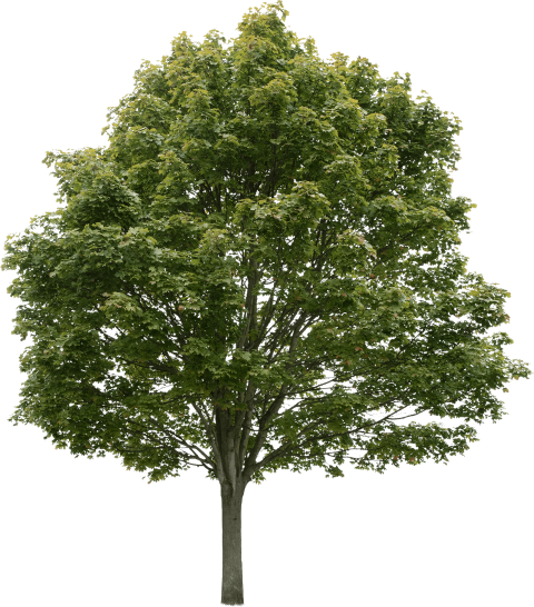 Acer platanoides - Meye