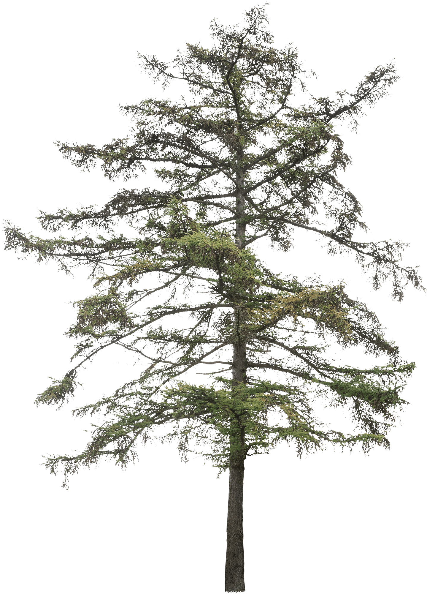 meye larix cut out tree in png