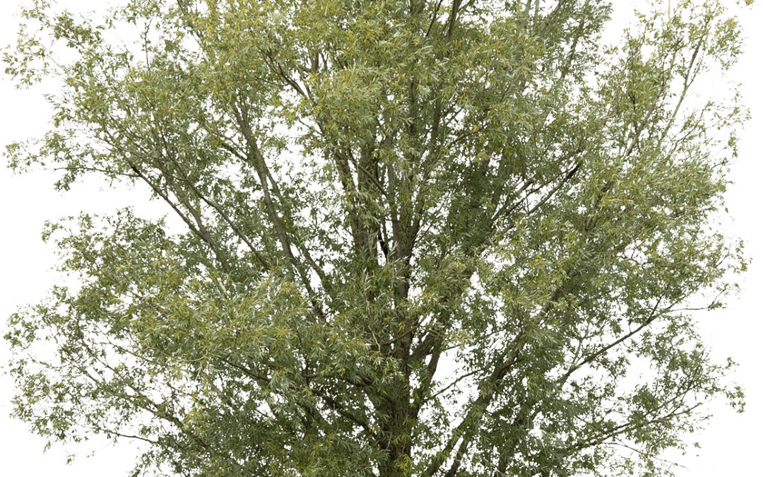 Salix alba ‘Liempde’