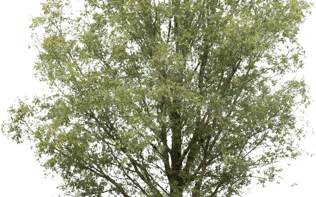 Salix alba ‘Liempde’