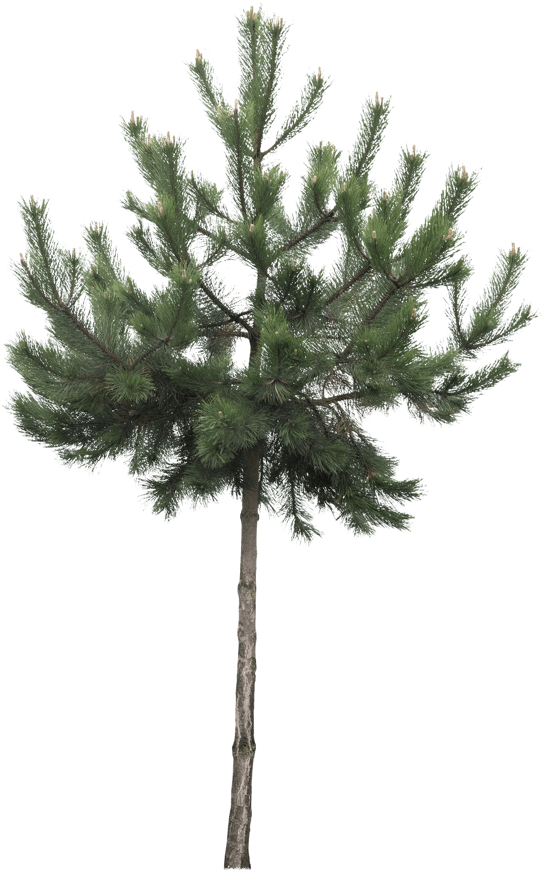 meye pinus sylvestris cutout tree in png