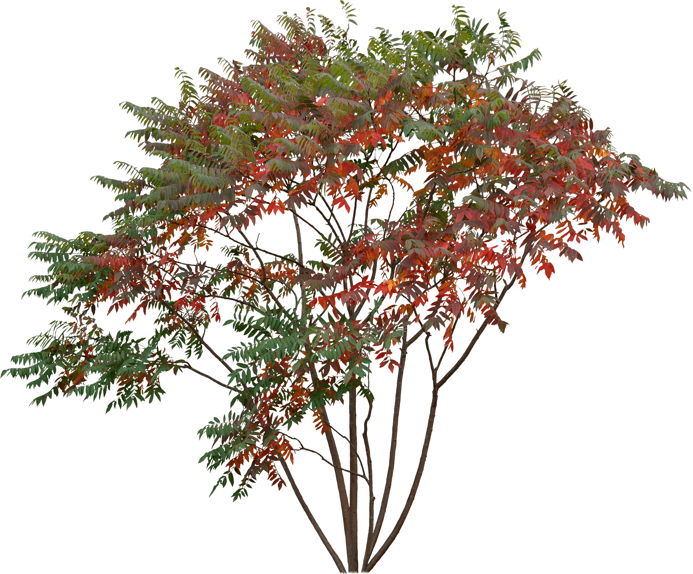 meye rhus typhina cut out tree in png