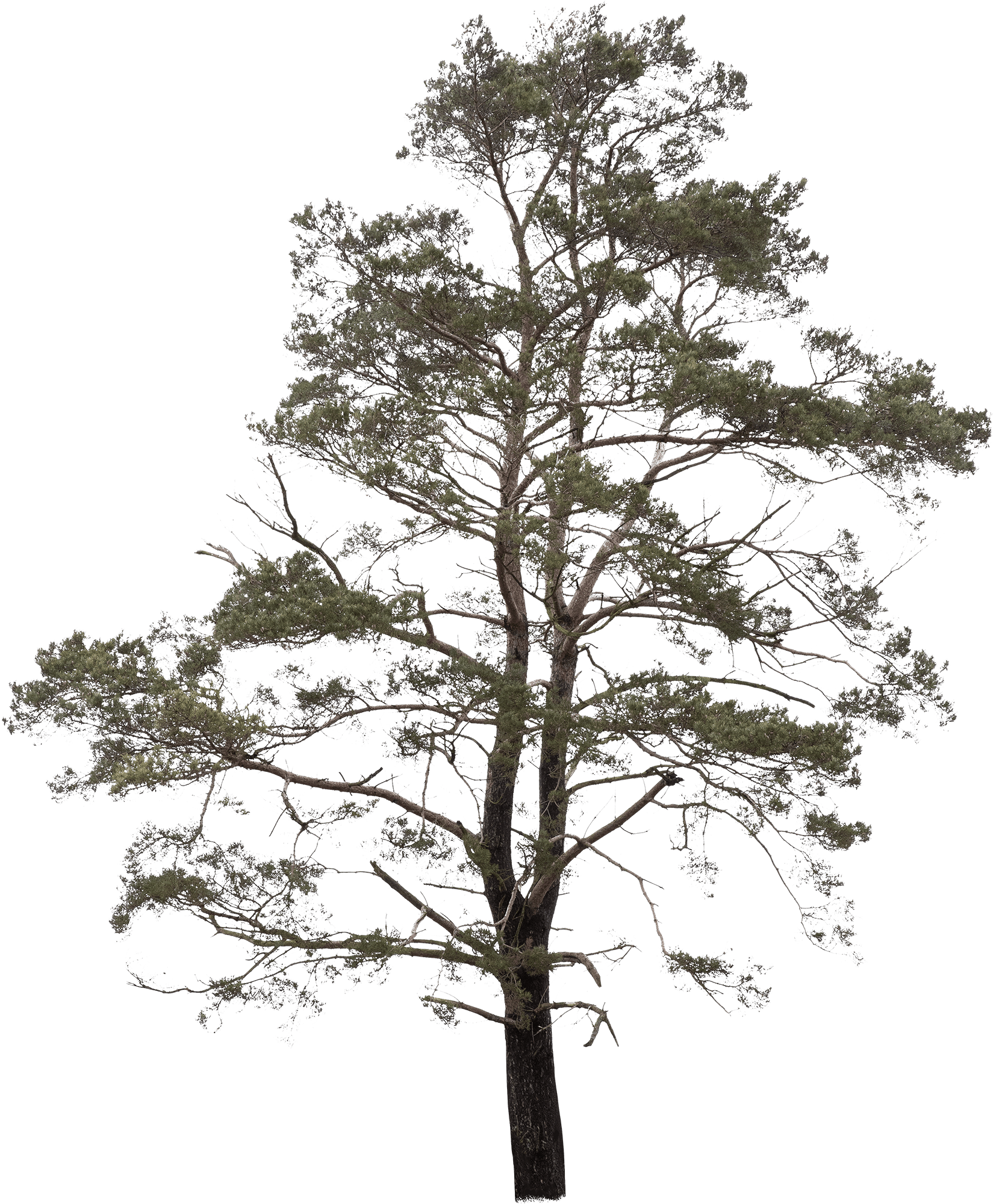 meye pinus sylvestris cut out tree in png