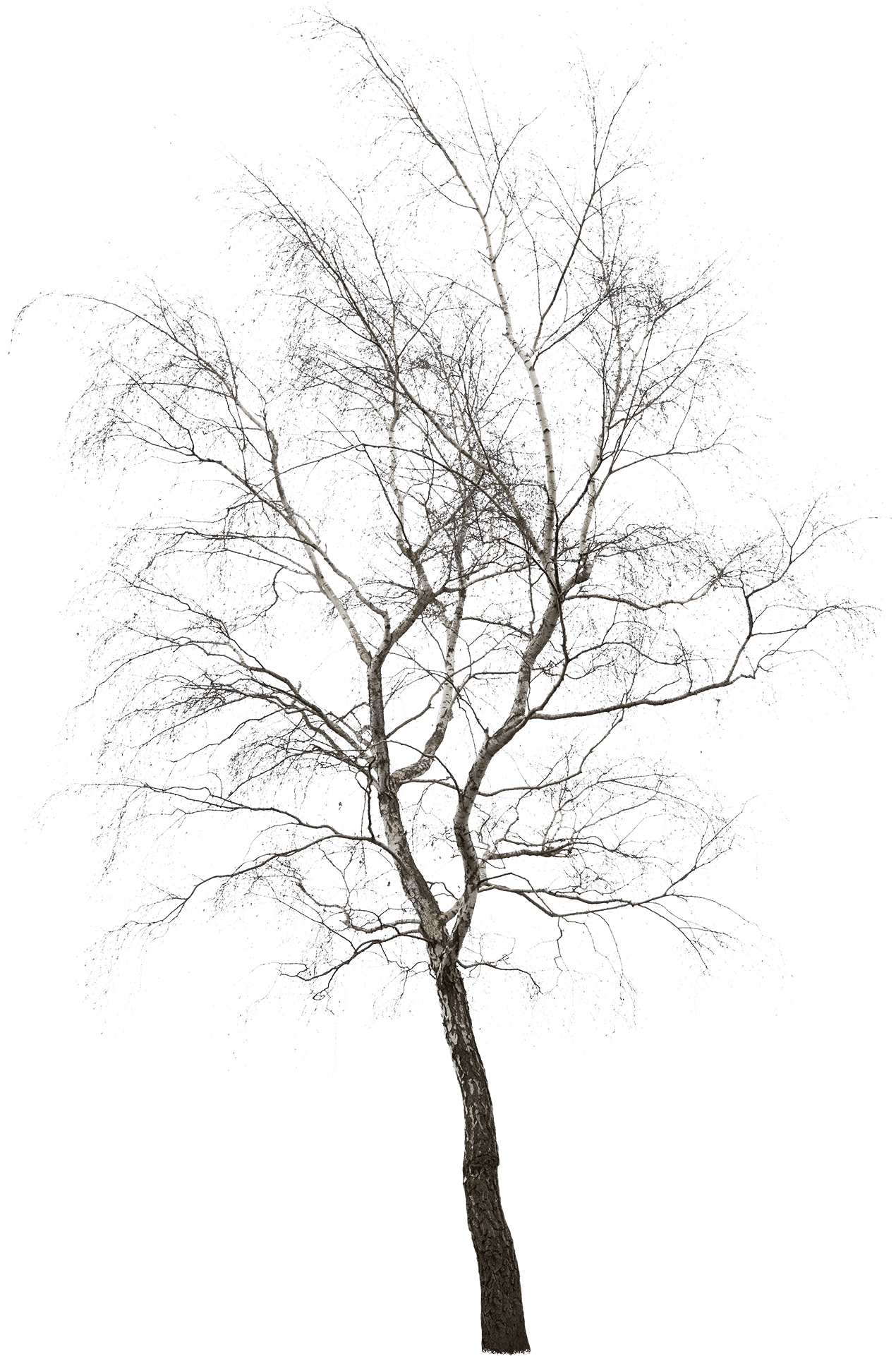 meye betula pubescens cut out tree in png