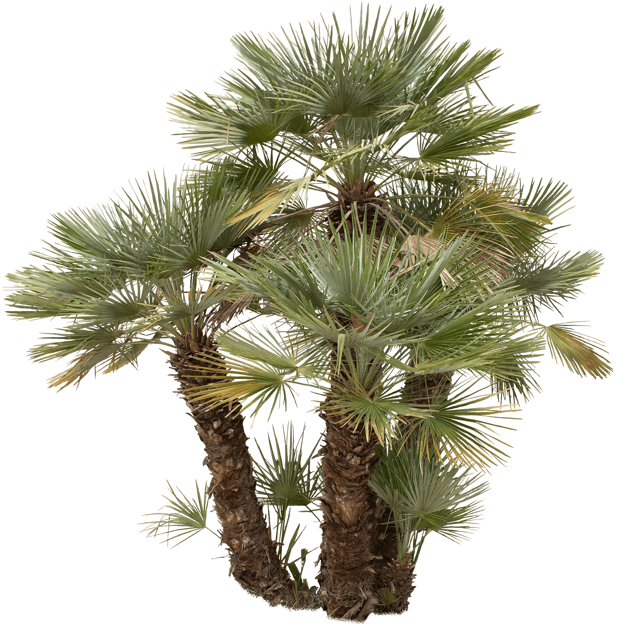 Chamaerops humilis palm cut out tree