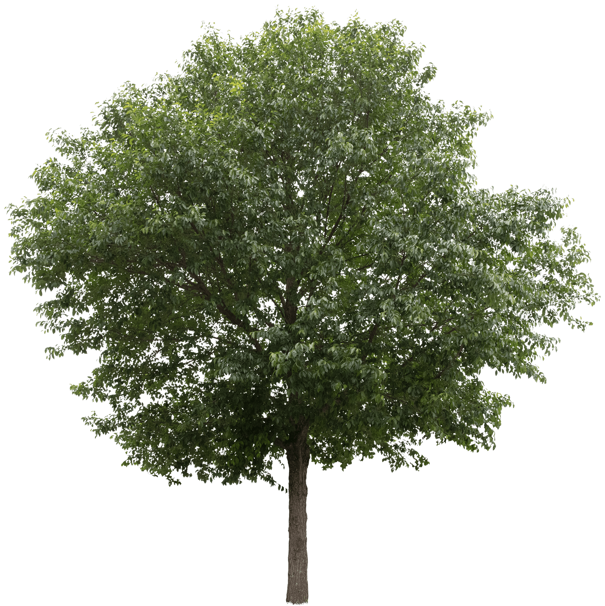 Ulmus elm tree 
