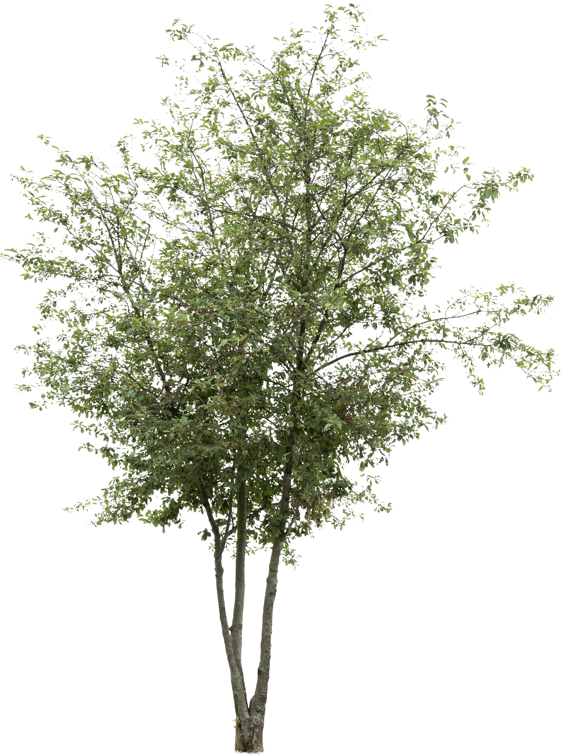 Prunus padus cutout tree in PNG